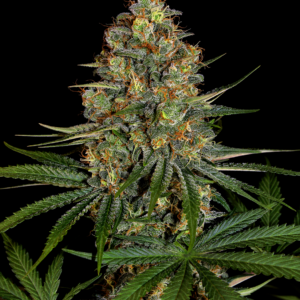 NY Sour Diesel
