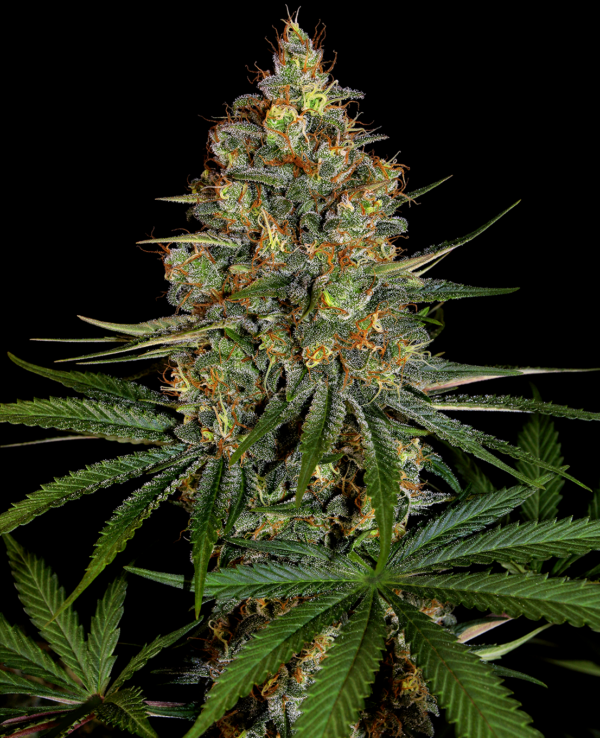NY Sour Diesel
