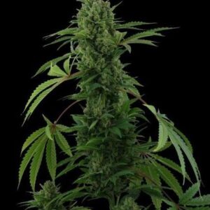 Pineapple Express