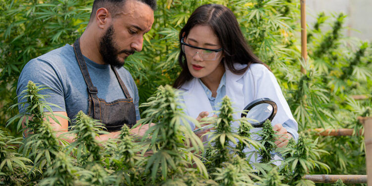 Why Feminized Clones Are the First Choice for Growers