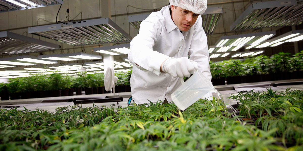 How to Grow Top Quality Marijuana Clones