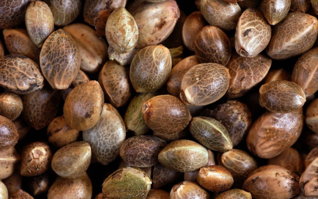 How to Find Premium Marijuana Seeds in Humboldt