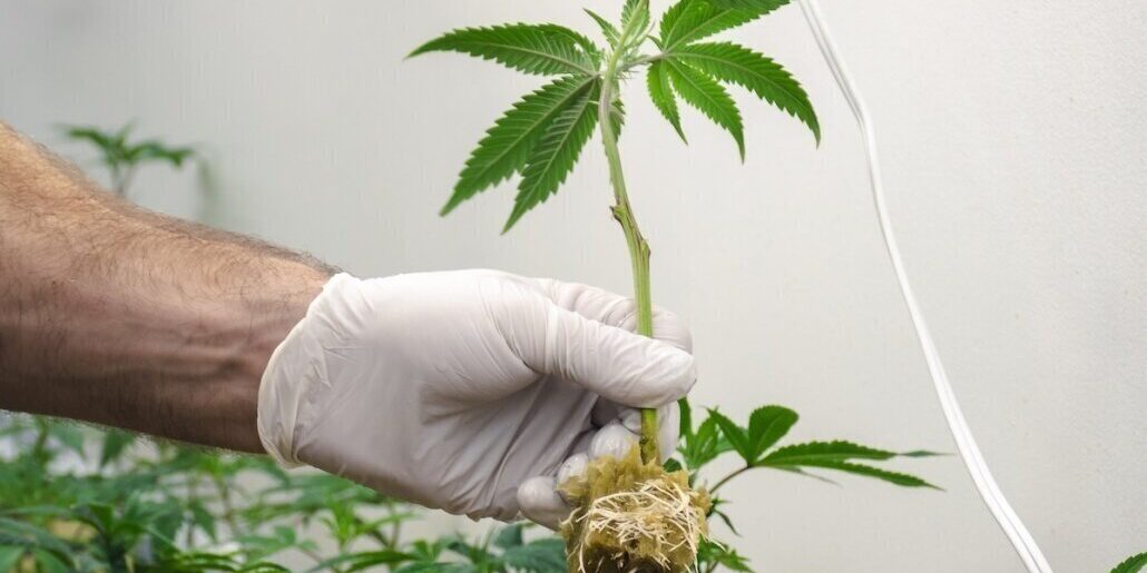 How to Choose Healthy Cannabis Clones