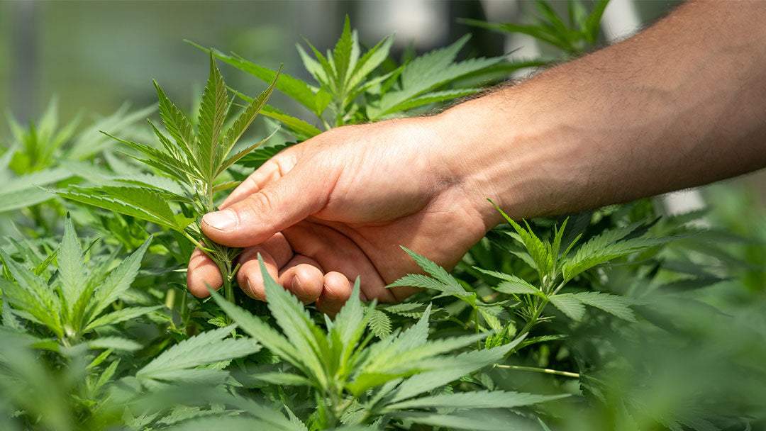 Why Smart Marijuana Cultivators Prefer Marijuana Cloning Over Random Seeds?