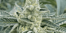 How To Keep Marijuana Clones Healthy After Purchase