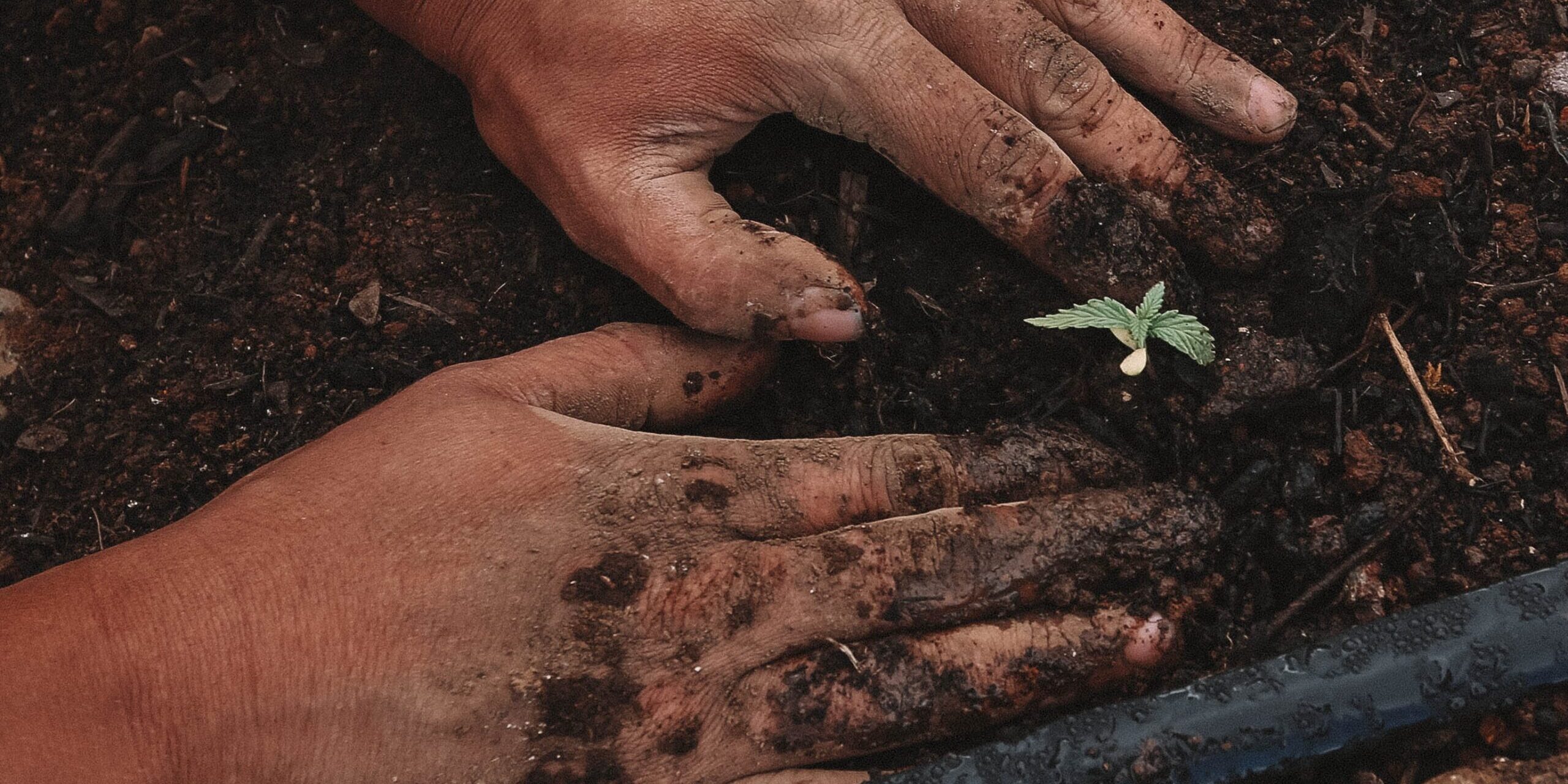 Make Your Cannabis Cultivation Successful with The Finest Quality Marijuana Seeds