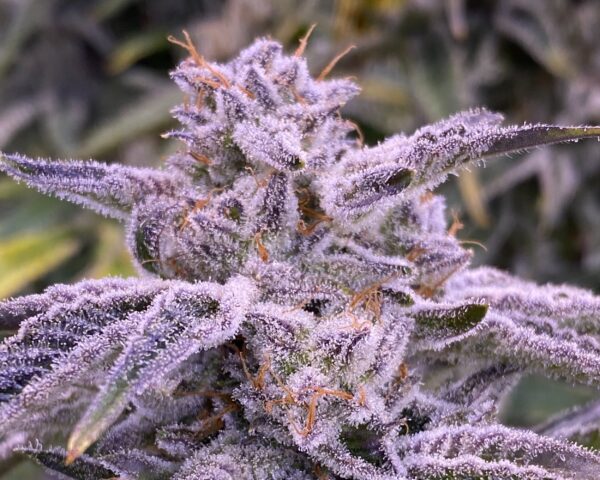 Banana Punch
