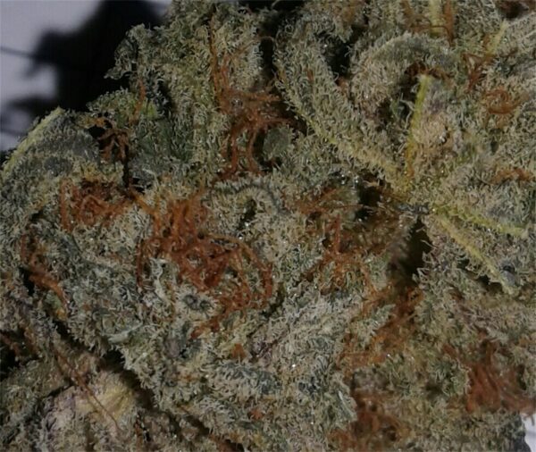 Blackberry Kush