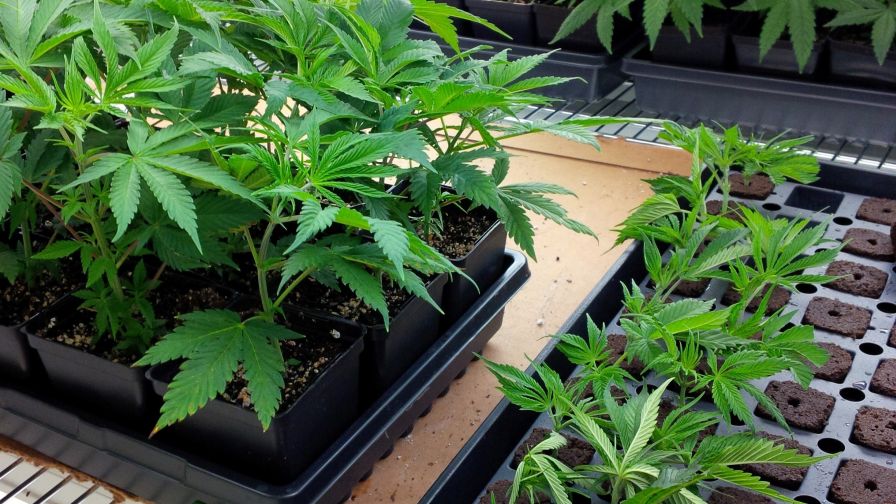 Verifying Authentic Marijuana Clones And Seeds Sources Online