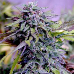 Granddaddy Purple