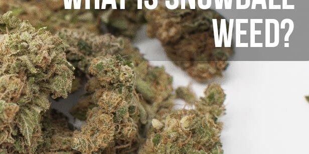Why the Snowball Strain is So Popular