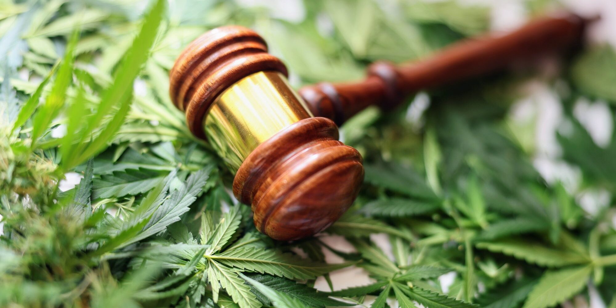 How Marijuana Legalization Has Turned The Social Economic Landscape Of California