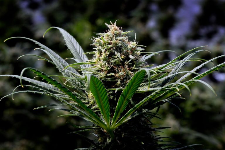 Any Tricks of The Trade for Improving Marijuana Clone Yields?