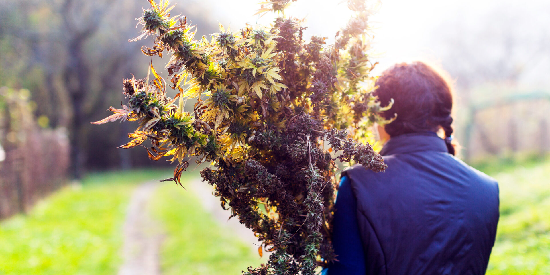 How to Grow Weed Outside: A Comprehensive Guide from The Clone Conservatory