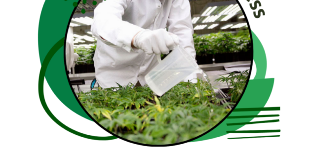 Ready to Grow Cannabis at Home Like a Seasoned Pro? Here’s How!