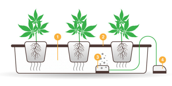 The Benefits of Hydroponic Cannabis Growing: Why Go Hydro?