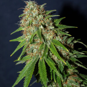 Afghan Kush