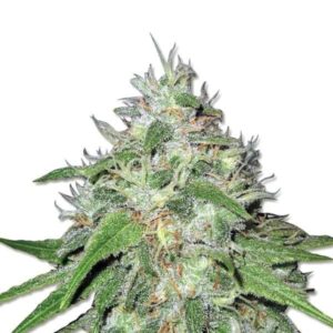 Amnesia Haze