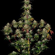 Amnesia Lemon
