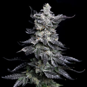 Apple Fritter