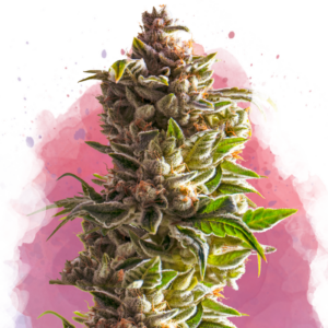 Aurora Indica