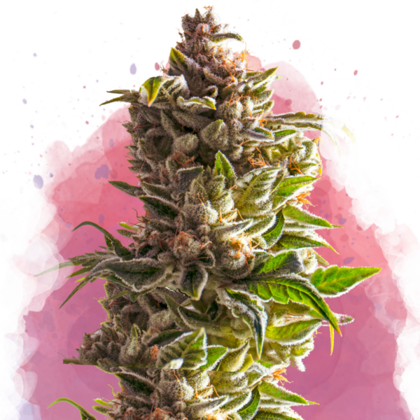 Aurora Indica