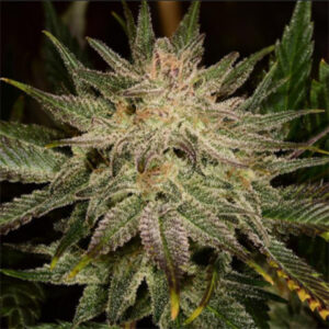 Banana Kush