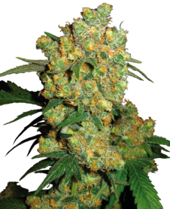 Big Bud
