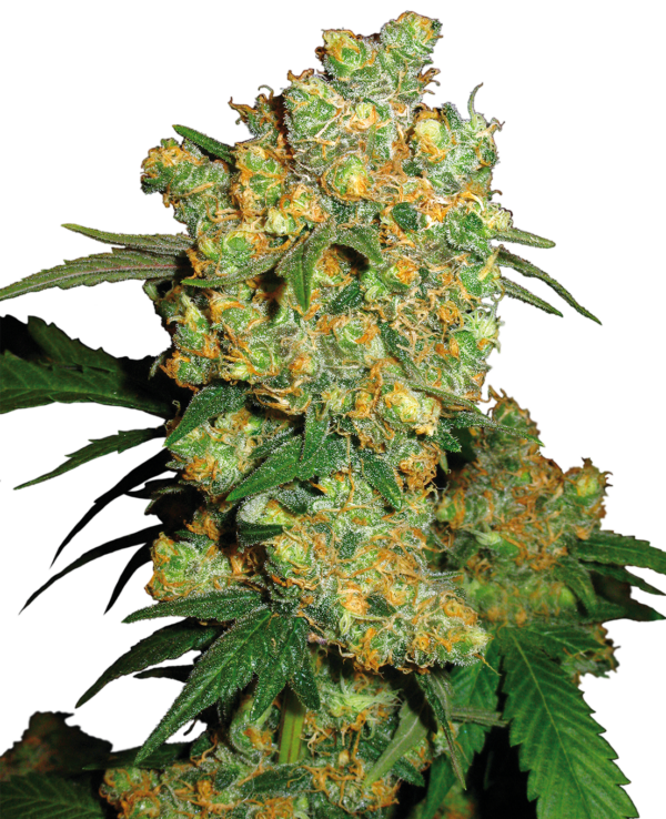 Big Bud