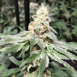 Biscotti Auto