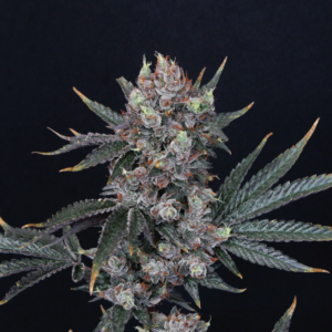 Black Diamond