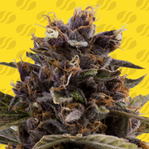 Black Dog OG