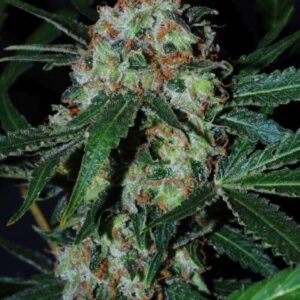 Black Jack Auto