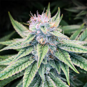 Blood Diamond OG