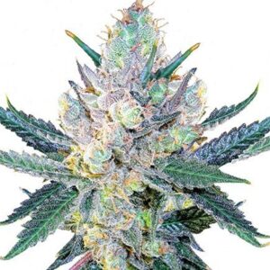 Blue Cheese Auto