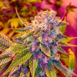 Blue Haze