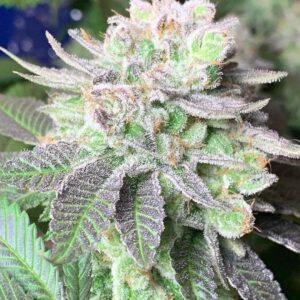 Blue Headband