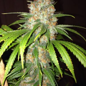 Blue Widow
