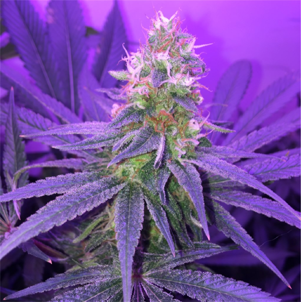 Blueberry