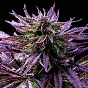 Blueberry