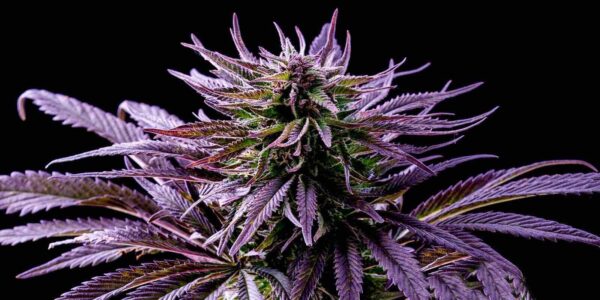Blueberry