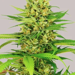 Bubblegum