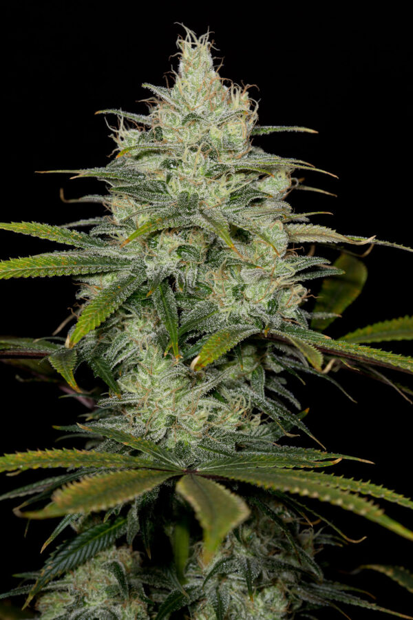 CBD Cheese