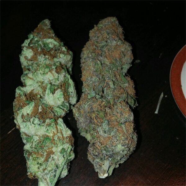 Critical 47