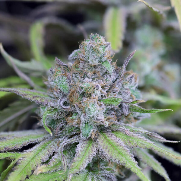 Critical Purple