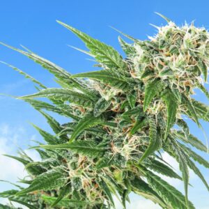 Early Skunk