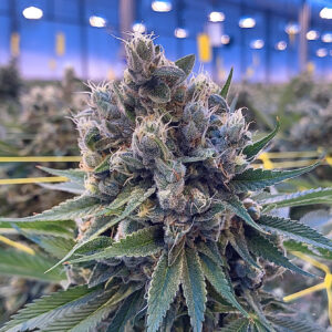 Ghost Train Haze