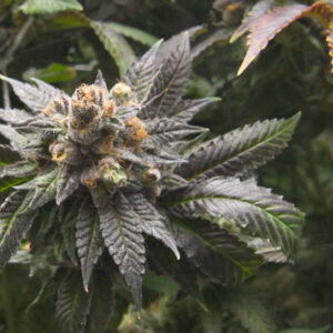 God Bud