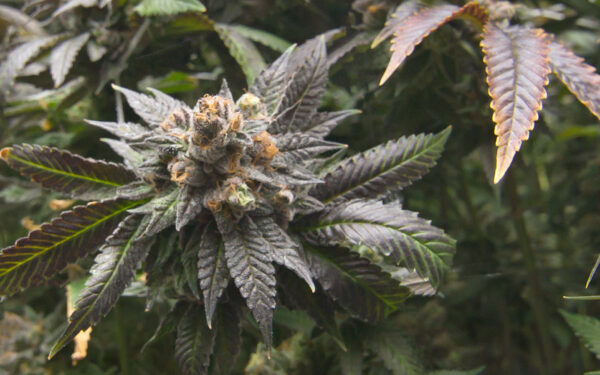 God Bud