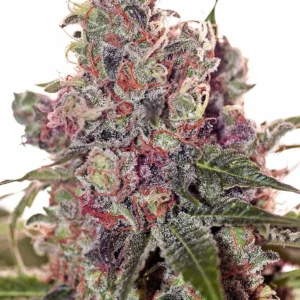 Grapefruit